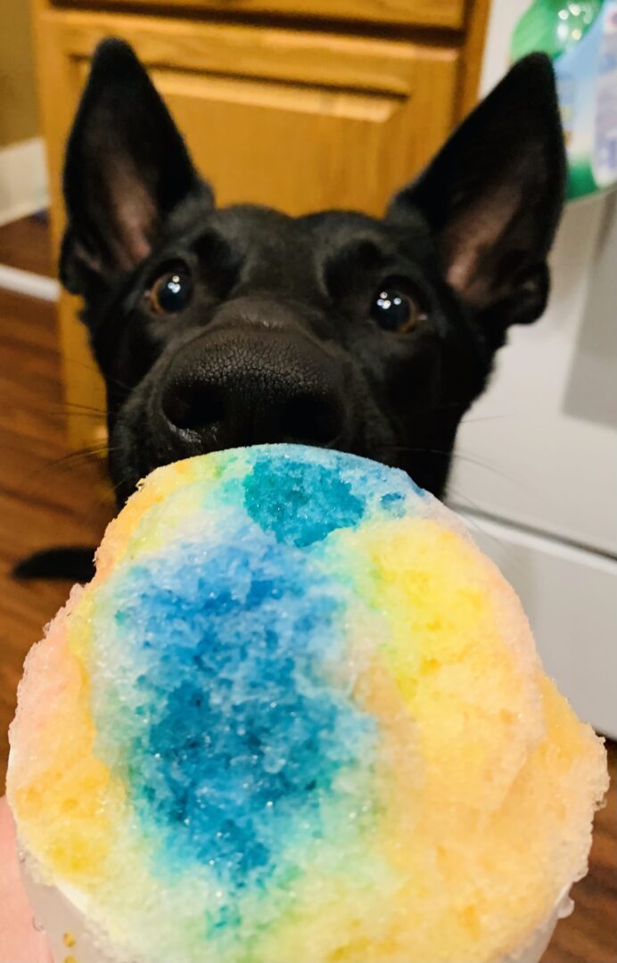 Puppy with Shave Ice